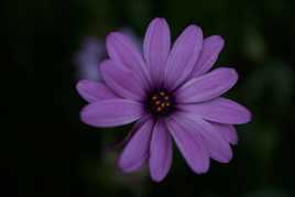 Purple Flower