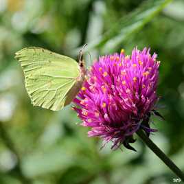 En vert et rose