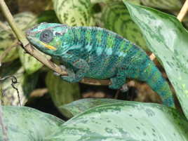 Caméléon