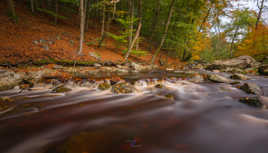 L'automne au fil de l'eau