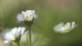 Une parmi les autres (3)