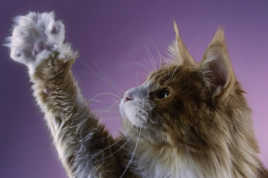 Vers l'infini et au delà