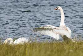 Gros oiseaux