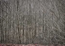 La forêt aux cheveux blancs