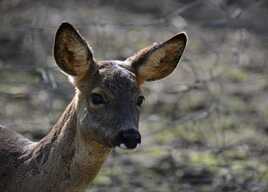 Grandes oreilles et yeux doux