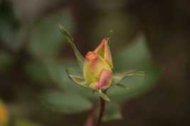 Fleur de rosier