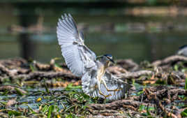 Mon plus beau profil