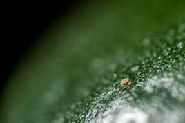 Seul sur sa planète