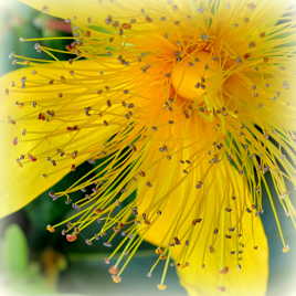 Pétillante et acidulée