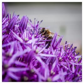 Abeille sur ail ornemental