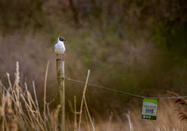 Le petit gardien de la Réserve