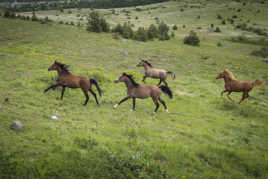 Chevaux en liberté