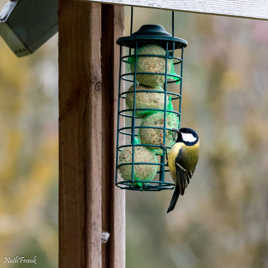 Mésange charbonnière.