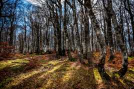 Automne en Cévennes (2)