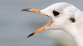 Vos gueules, les mouettes !