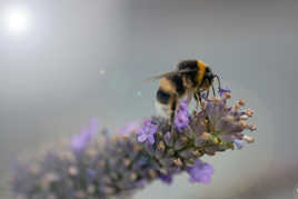 L'abeille et la lavande