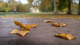 Feuilles mortes