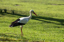 Cigogne