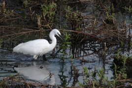 Aigrette garzette dans le marais
