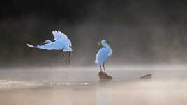 Garzettes dans la brume