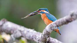 Son petit déjeuner au bout du bec
