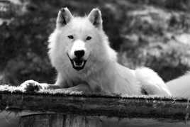Loup blanc