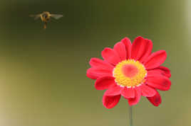 l'abeille et la fleure