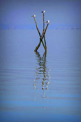 Reflets au Cap-Ferret