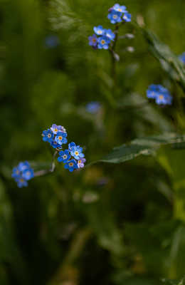 myosotis