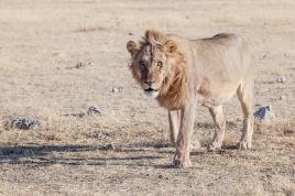 Lion dans le parc Etosha
