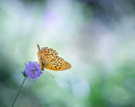 In the Bokeh...