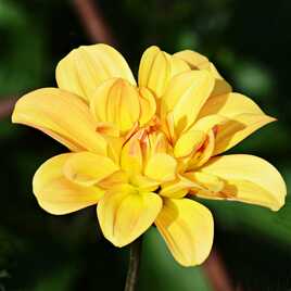 Dahlia d'or