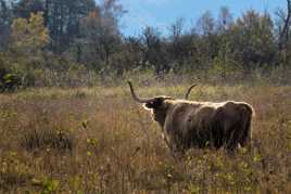 Highland dans le marais