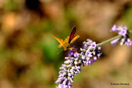 papillon Sylvaine