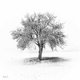 Arbre d'hiver