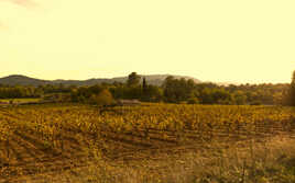 Vignoble de Provence