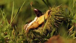 naissance d'une châtaigne