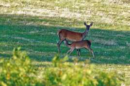 Biche en AUBRAC