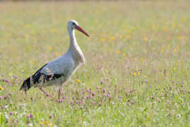 Cigogne