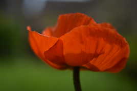 coquelicot