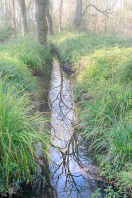 Les veines du ruisseau