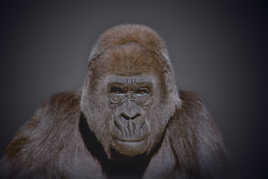 Portrait de grand singe