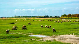 Elevage dans les Prés Salés
