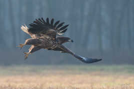 L'envol du pygargue