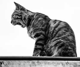 Mister Thomas O' Malley