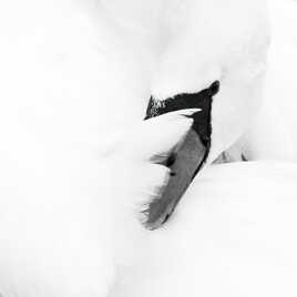 Oiseau blanc