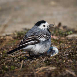 Hé !!! C'est quoi ça !!!