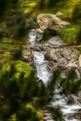 A travers les arbres