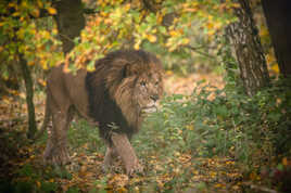 Promenons nous dans les bois ...