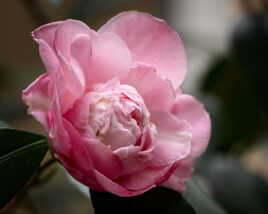 Rose camélia